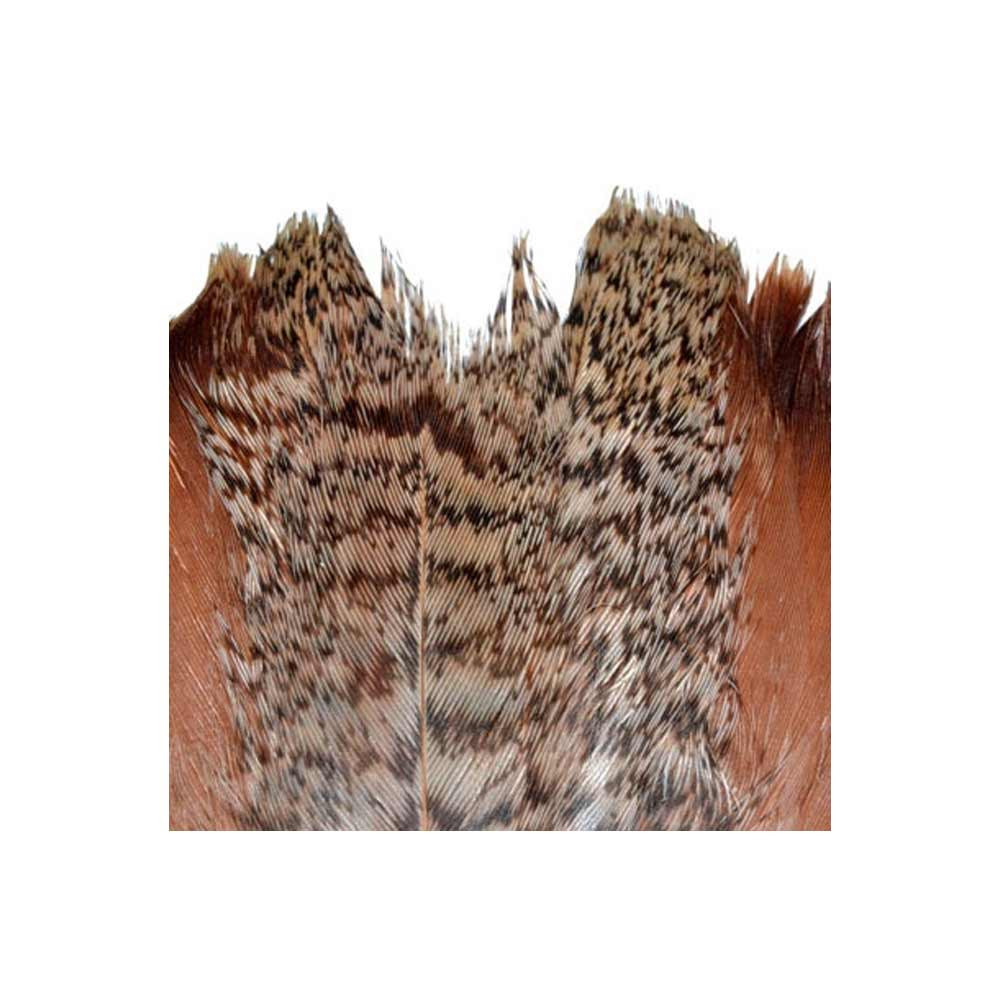 M. COLA PERDIZ PARDILLA