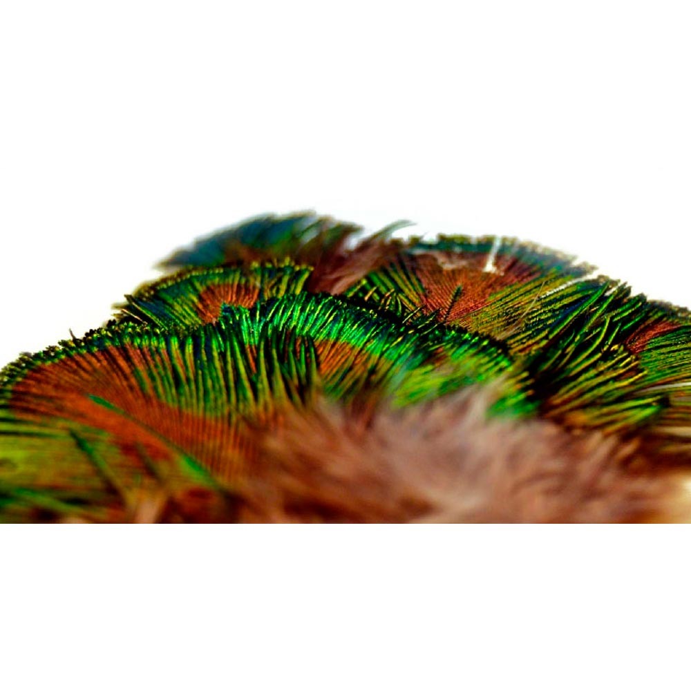 M. PAVO REAL PLUMAS VERDES