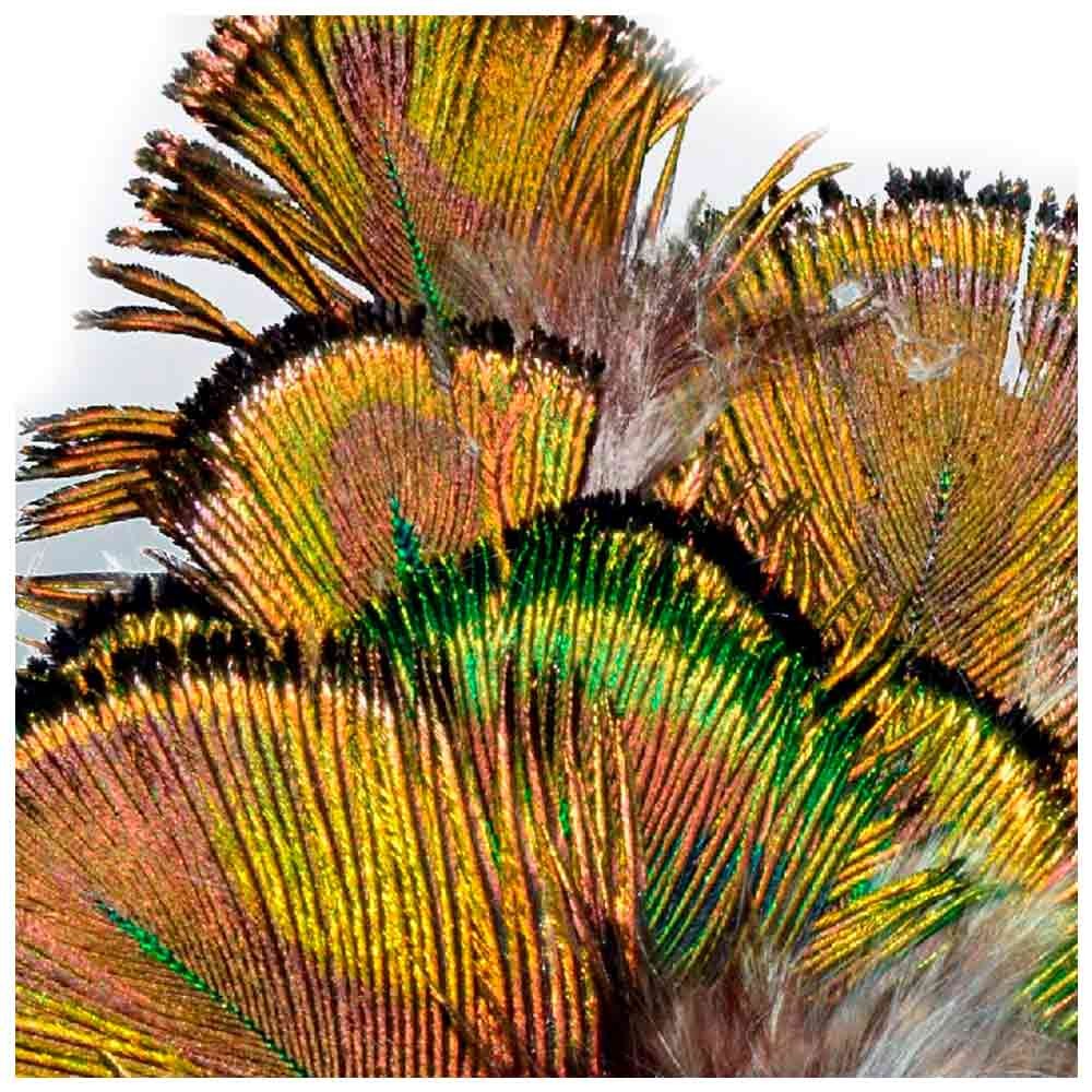 M. PAVO REAL PLUMAS VERDES