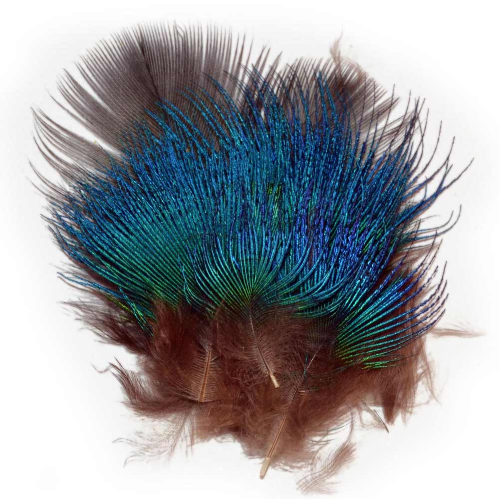 M. PAVO REAL PLUMAS AZUL