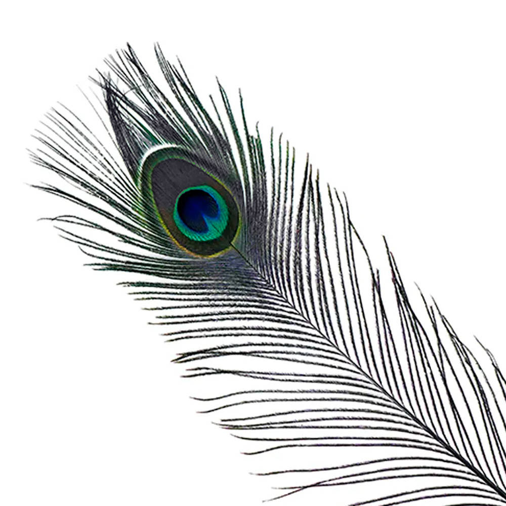 Quill pavo real Baetis natural teñido fucsia