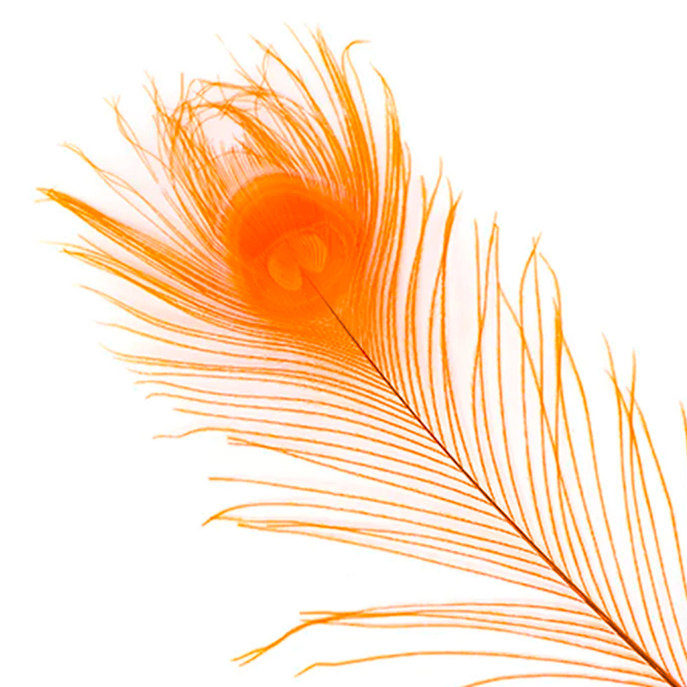 Quill pavo real Baetis teñido orange